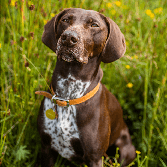 Adopcja psa – procedura przygarnięcia pupila z interwencji