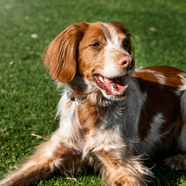 Dlaczego nieświeży oddech u psów może być oznaką choroby dziąseł