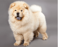 chow-chow_1621935253834.png