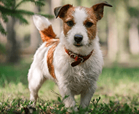 jack-russell-terrier_1640009953951.png
