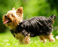 yorkshire-terrier_1640010336946.png