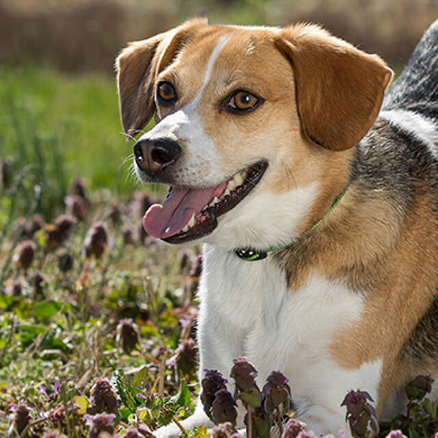 Beagle-as-a-Hunting-Hound_0_6.jpg
