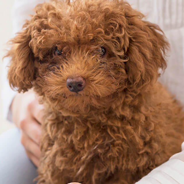 Facts-Every-Toy-Poodle-Owner-Should-Know_7.jpg
