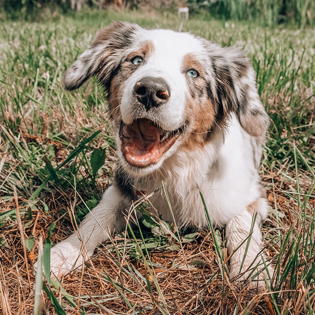 pies z niebieskimi oczami i otwartym pyszczkiem leżący na trawie