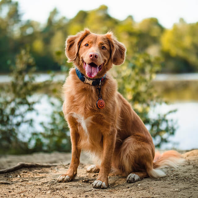rudy pies z otwartym pyszczkiem siedzący na tle jeziora