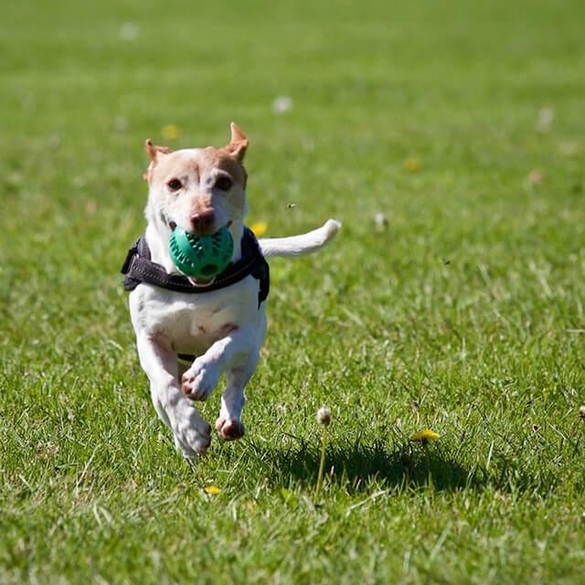 pies biegnący po trawie z zieloną piłką w pyszczku