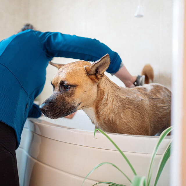 Kobieta myje małego psa włożonego do wanny