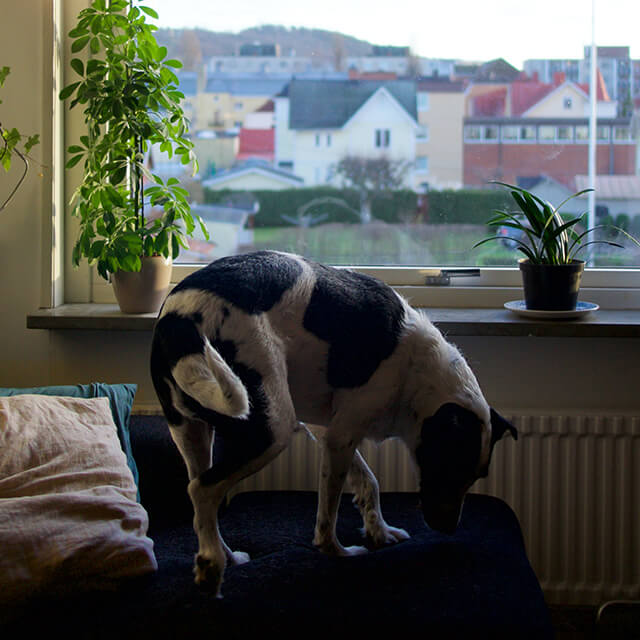 Węszący biało-czarny pies stoi na kanapie przy oknie