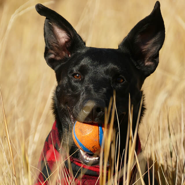 czarny pies w polu żółtej trawy z pomarańczową piłką w pysku