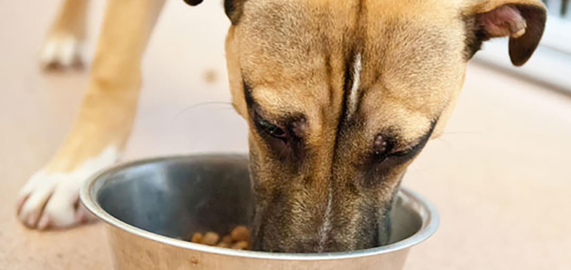 How-Much-Should-You-Feed-Your-Dog_1_5.jpg