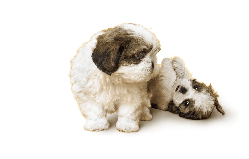Shih Tzu Puppies