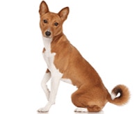 basenji-charakter-cena-opis-rasy_1625223478161.png