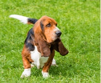 basset-hound-charakter-cena-opis-rasy_1624269009646.png