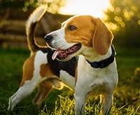 beagle_1640009458201.png