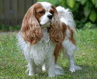 cavalier-king-charles-spaniel_1640009796588.png