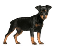 pedigree-pinczer-miniaturowy_1624269400716.png