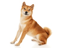pedigree-shiba_1624269445780.png