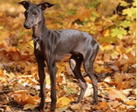 whippet-charakter-cena-opis-rasy_1625225243153.png