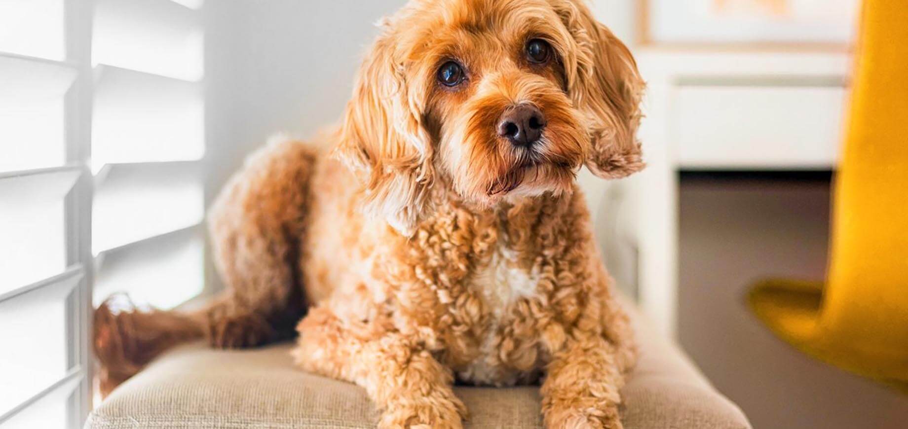 4 na 5 psów powyżej 3. roku życia cierpi z powodu chorób przyzębia. A 90% opiekunów o tym nie wie