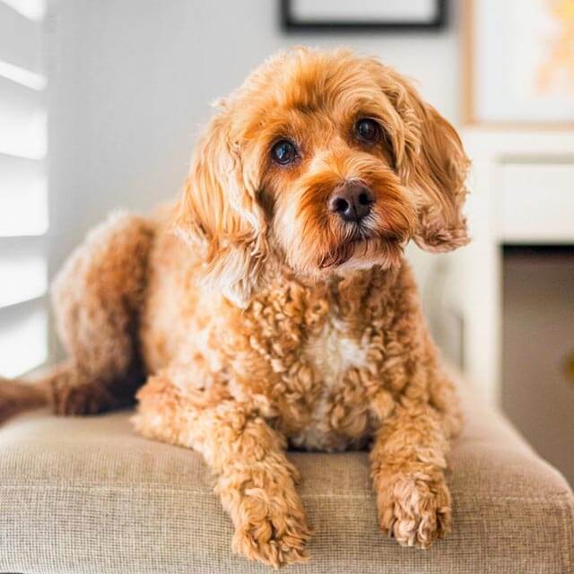 4 na 5 psów powyżej 3. roku życia cierpi z powodu chorób przyzębia. A 90% opiekunów o tym nie wie