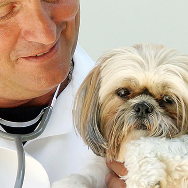 A-Few-Shih-Tsu-Health-Concerns_1_6.jpg