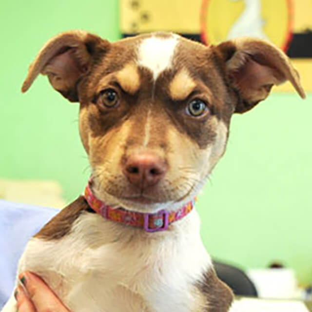 Caring-for-Dogs-With-Chronic-Kidney-Problems_9.jpg