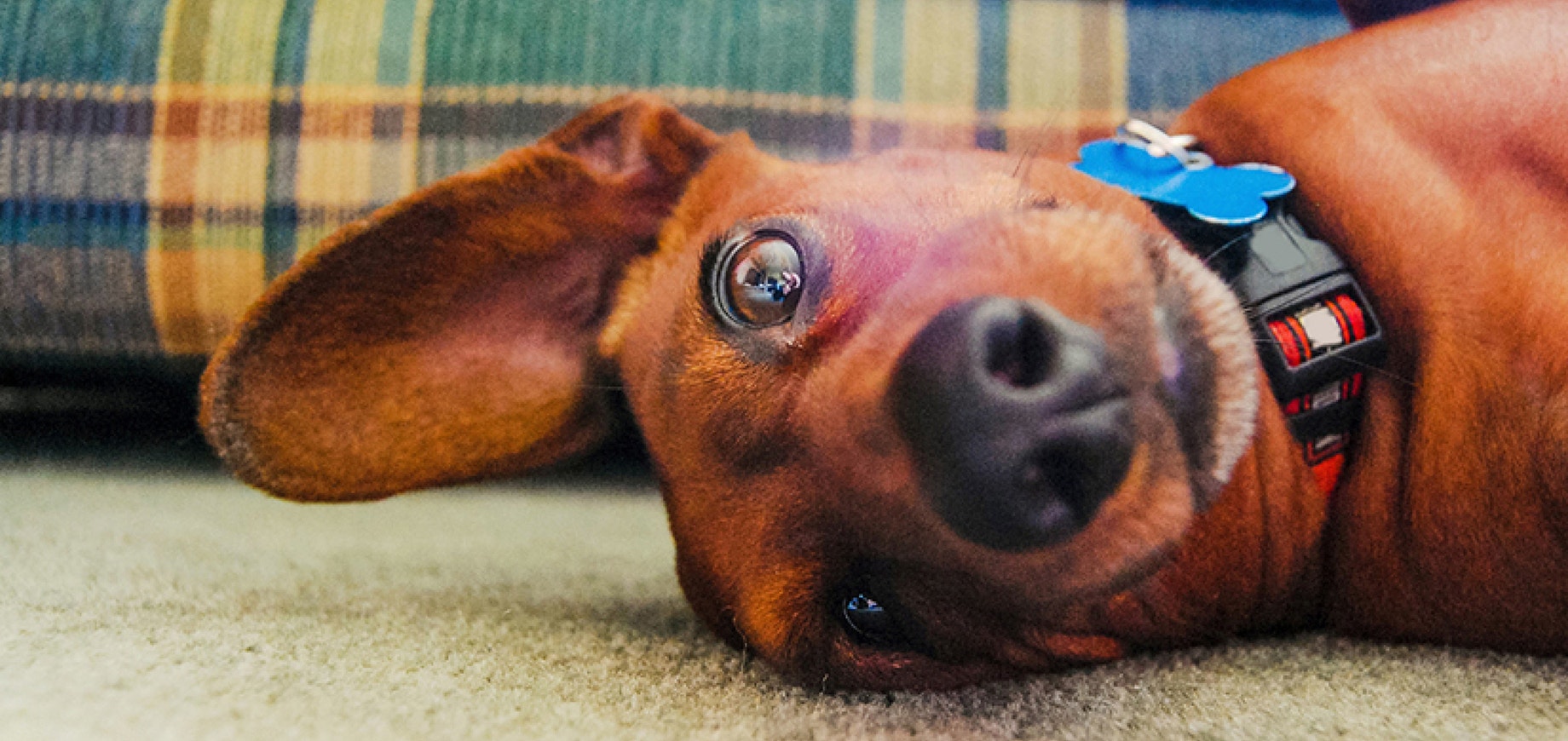 Dachsund-Collar-or-Harness_5_3.jpg