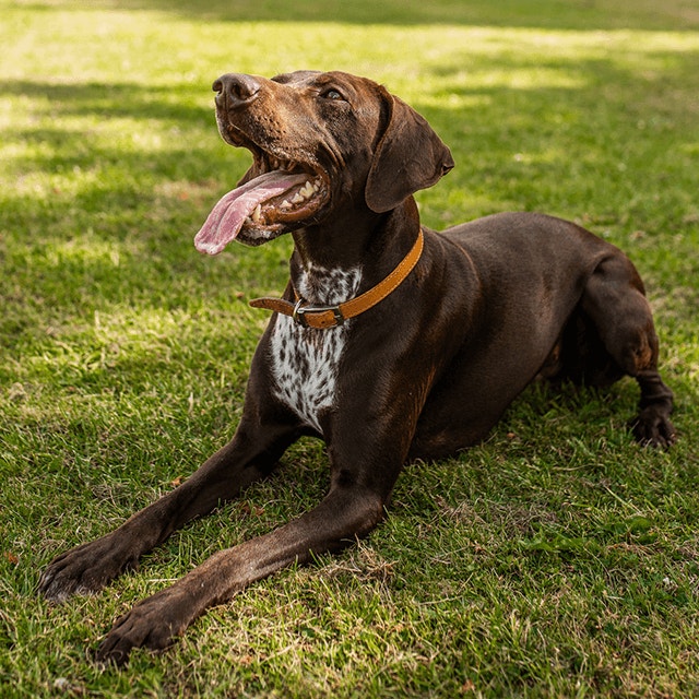 PED_LargeDog_11-detail.png
