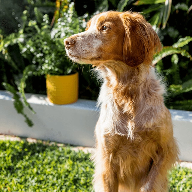 PED_MedDog_14-detail_0.png