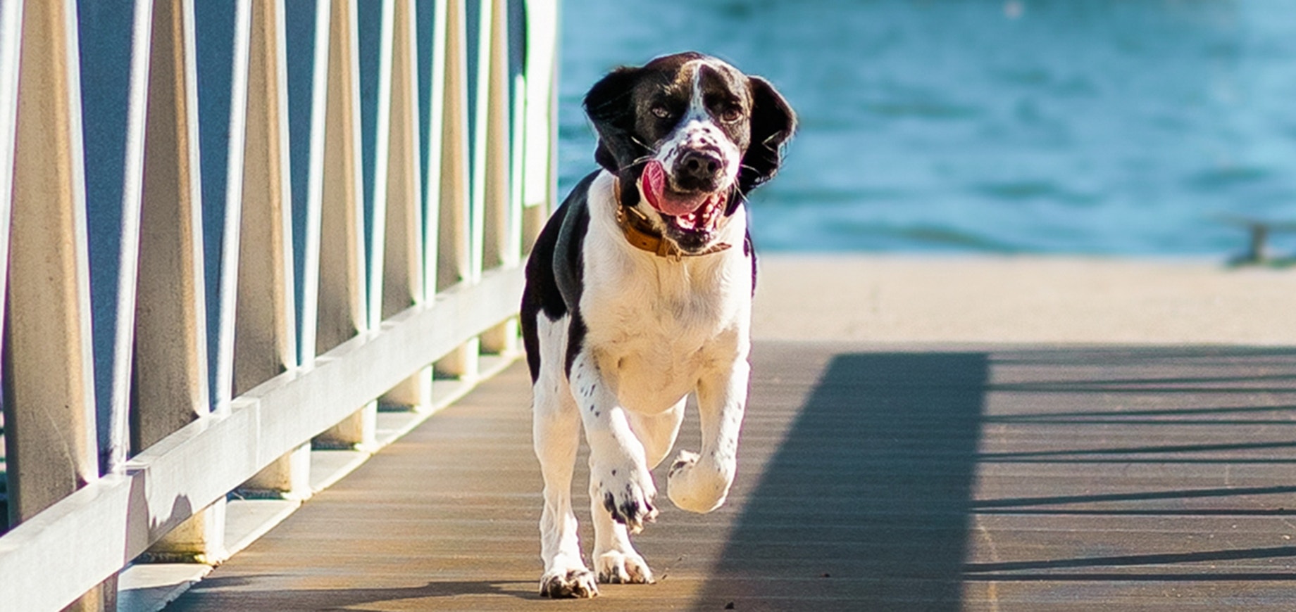 PED_MedDog_2.png