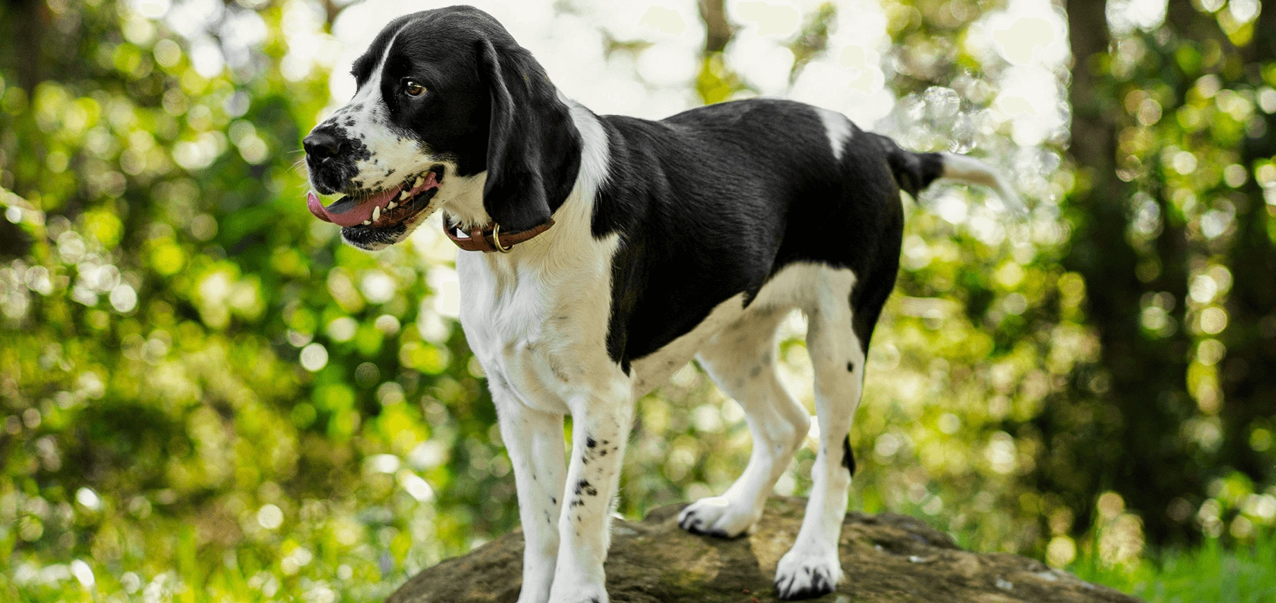 PED_MedDog_4-detail.png