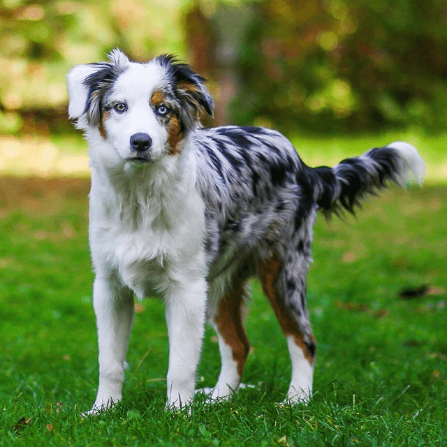 PED_Puppy_4-detail.png