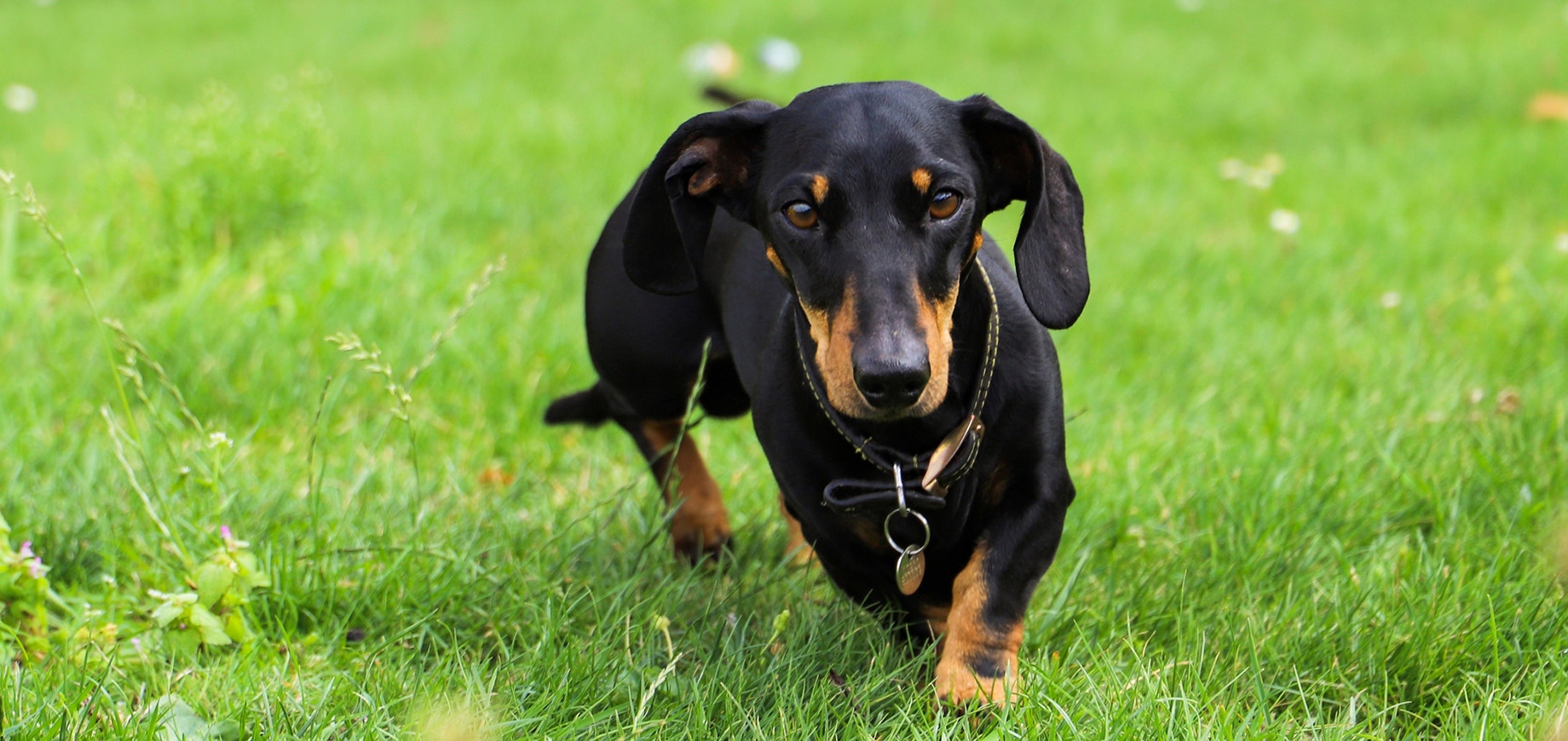 PED_SmallDog_2-detail.png