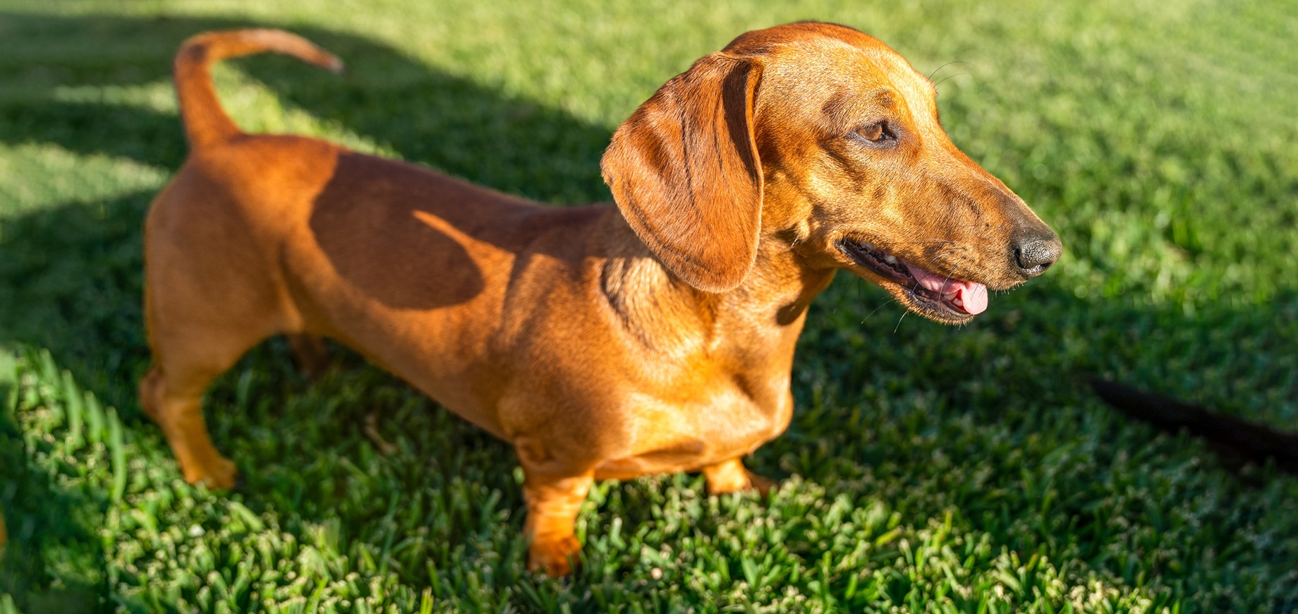 PED_SmallDog_4-detail.png