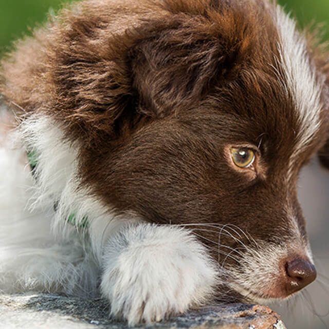 Protecting-Your-Dogs-Paws_1_2.jpg