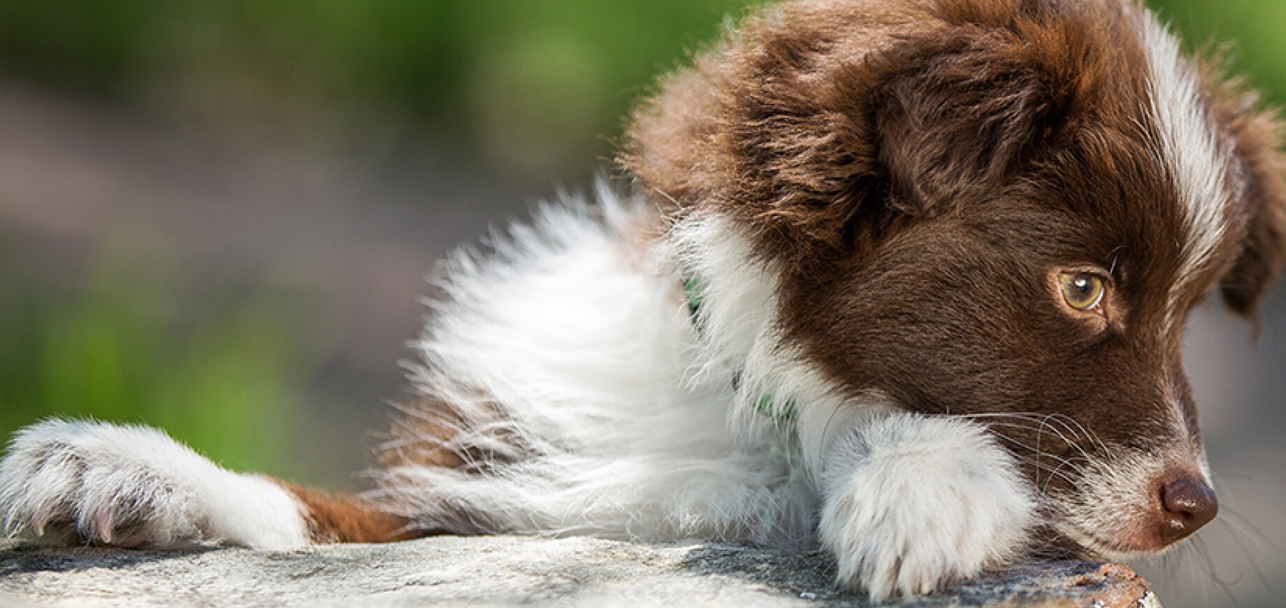 Protecting-Your-Dogs-Paws_6.jpg