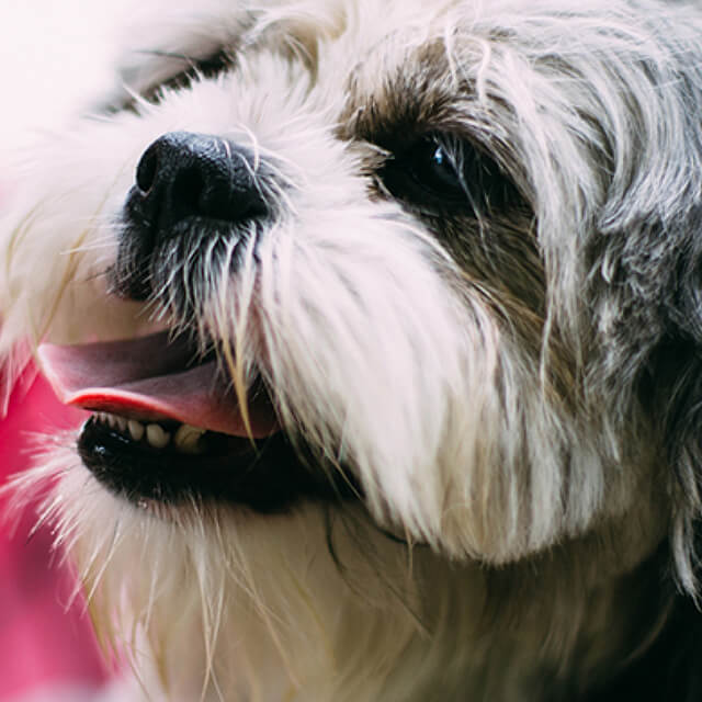 Shih-Tzu-and-Renal-Displasia_5.jpg