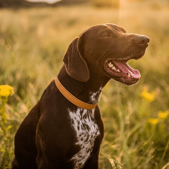 soins-dentaires-pour-les-chiens-hero-.png