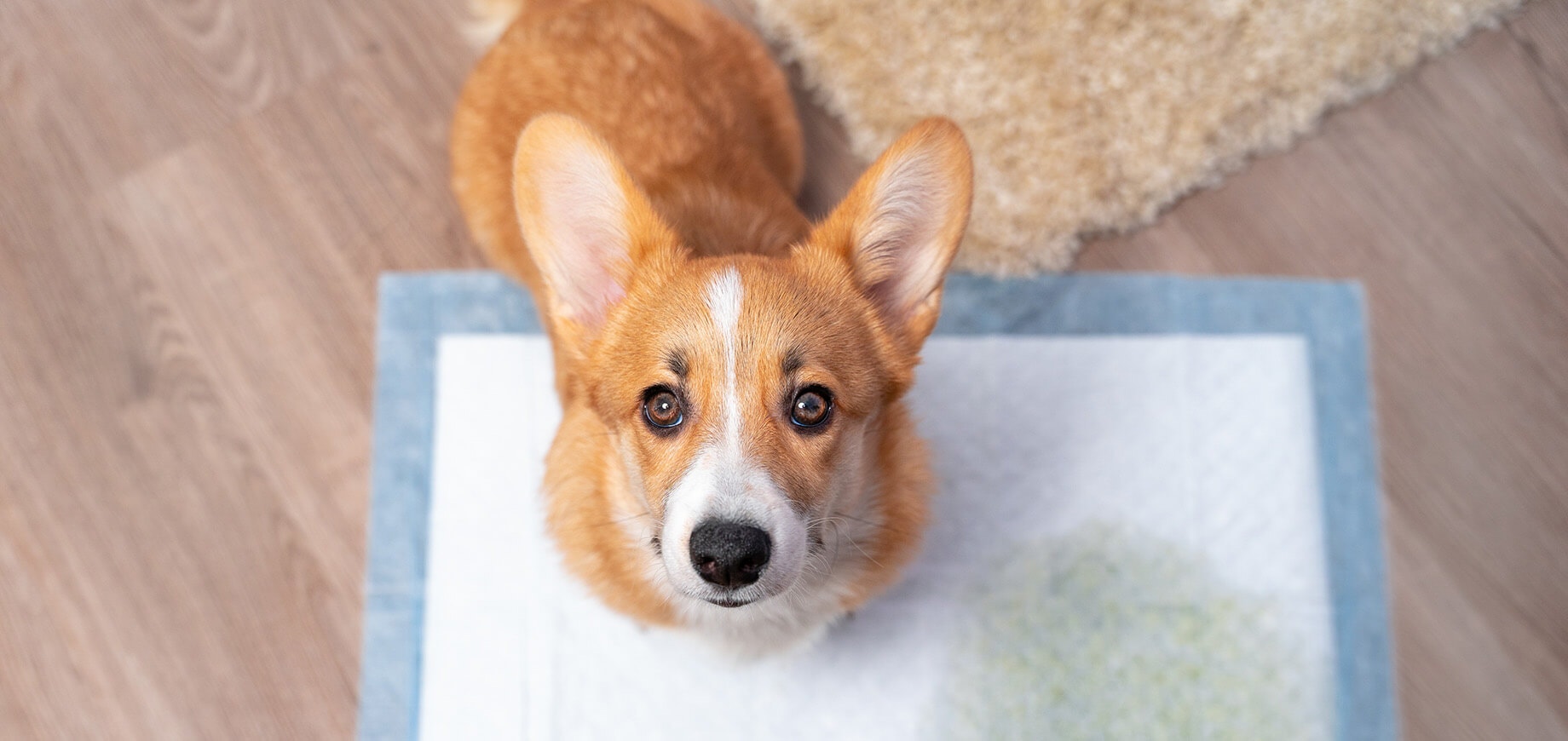 Jak nauczyć psa załatwiania się na dworze?