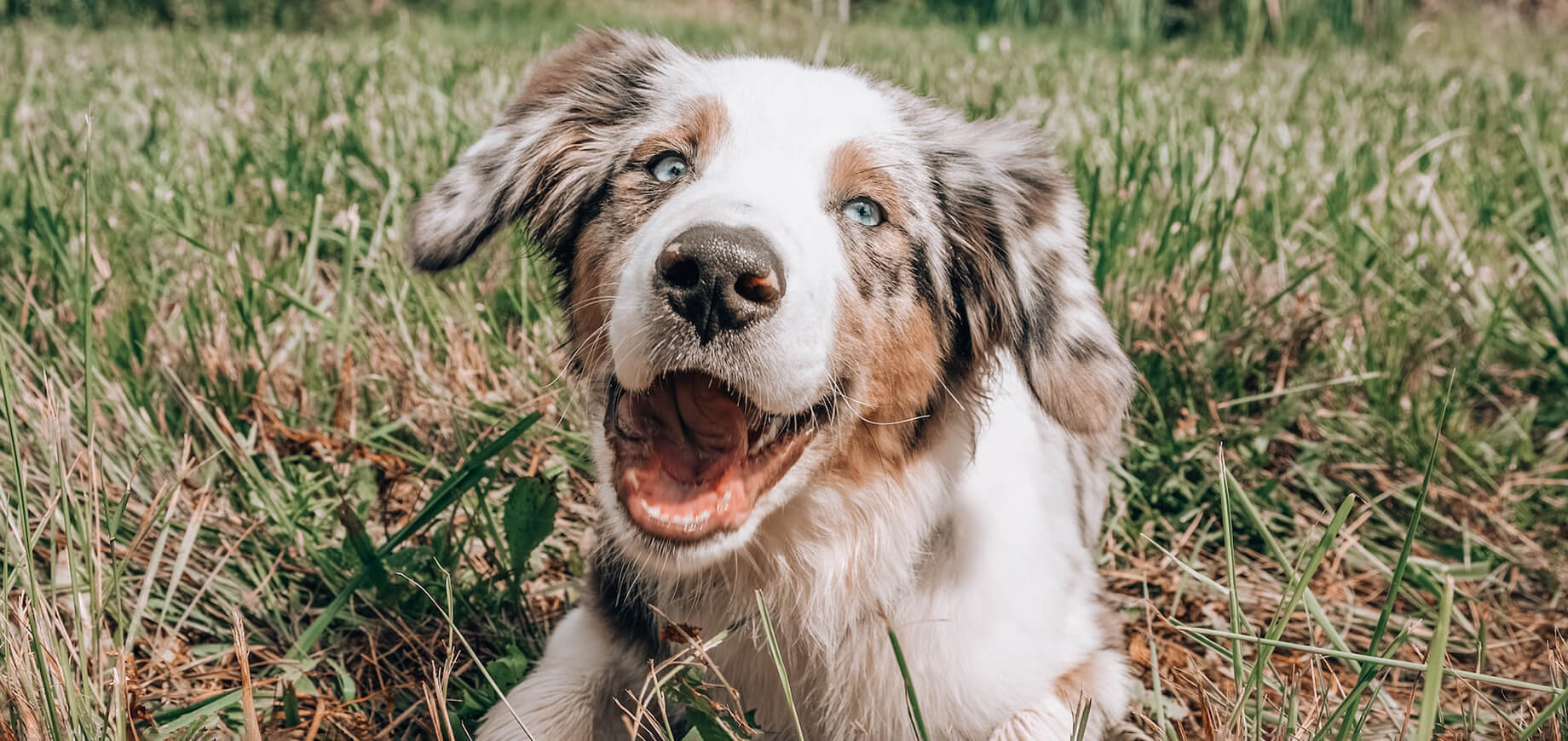 pies z niebieskimi oczami i otwartym pyszczkiem leżący na trawie