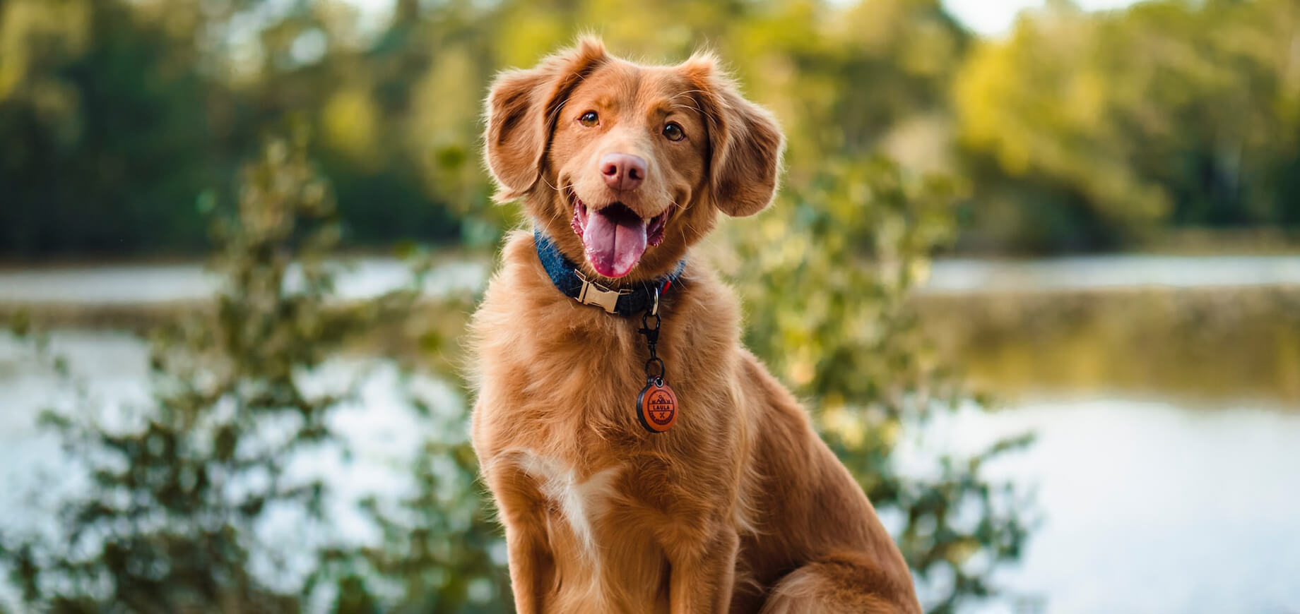 rudy pies z otwartym pyszczkiem siedzący na tle jeziora
