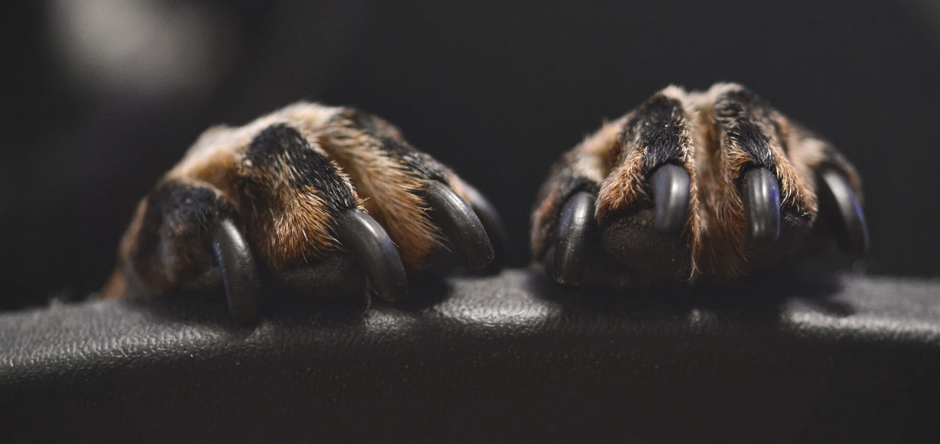 łapy psa oparte o skórzaną powierzchnię