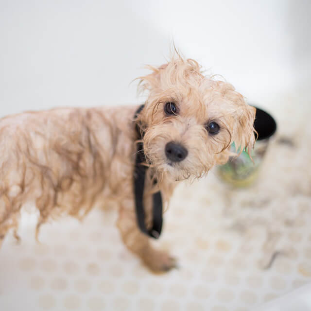 mały biały piesek z mokrą sierścią stojący w wannie