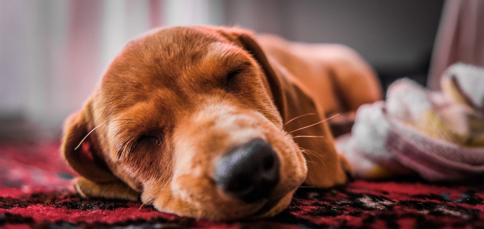 rudy pies śpiący na dywanie