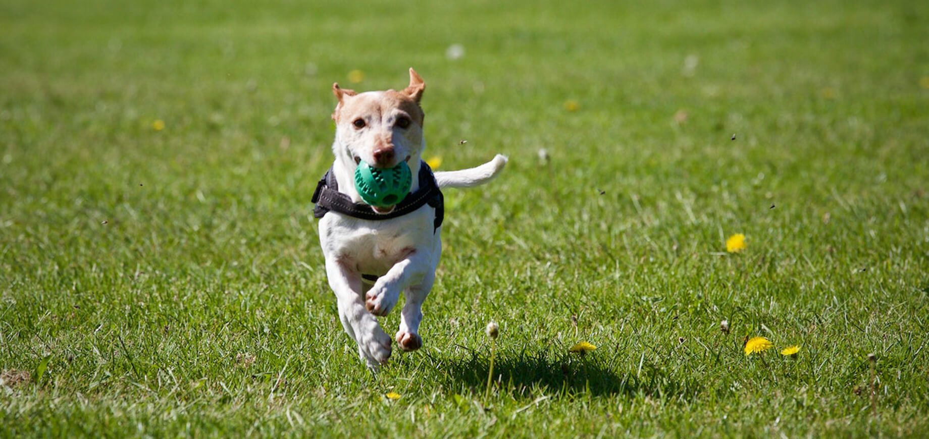 pies biegnący po trawie z zieloną piłką w pyszczku