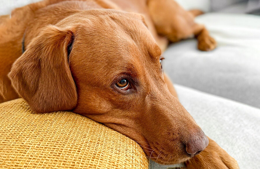 Brązowy labrador w pozycji leżącej z głową opartą o poduszkę