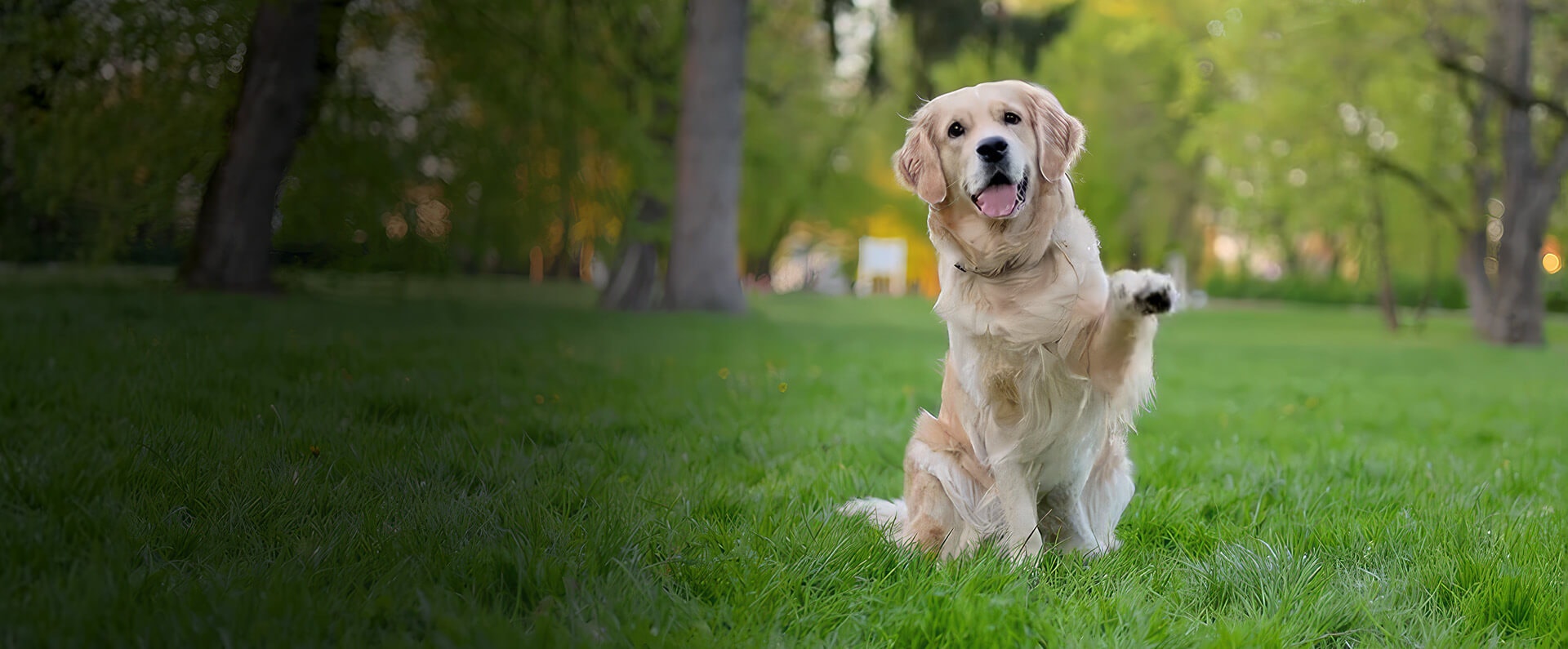 Dog paw hero desktop