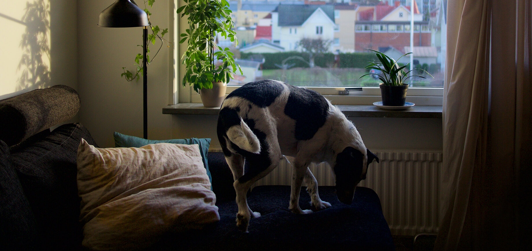 Węszący biało-czarny pies stoi na kanapie przy oknie