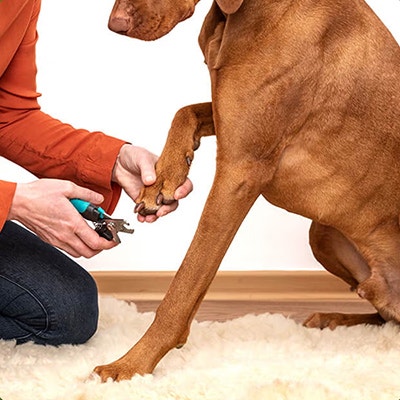 Pedigree Pielęgnacja psa