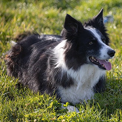 Pedigree Zachowanie psa